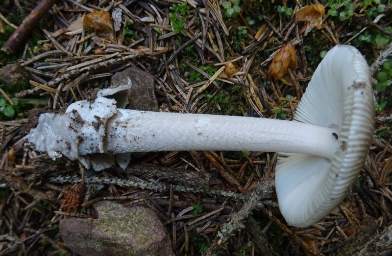Amanita submembranacea ?